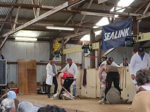 95后打工游遍澳洲 每日工厂11小时，换来看更远的世界